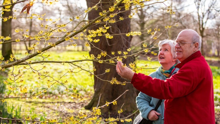 Visitors taking a closer look at witch hazel tree in winter
